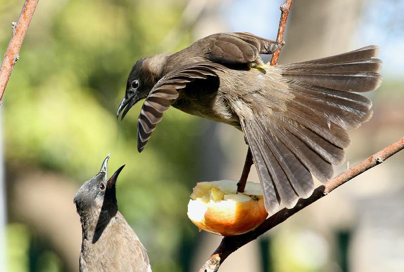 frieda 014.jpg - Dit is my appel! Pasop!